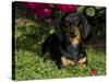 Smooth-Haired Mini Dachshund-Lynn M^ Stone-Stretched Canvas