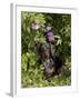 Smooth-Haired Mini Dachshund-Lynn M^ Stone-Framed Photographic Print