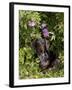 Smooth-Haired Mini Dachshund-Lynn M^ Stone-Framed Photographic Print