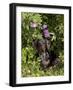 Smooth-Haired Mini Dachshund-Lynn M^ Stone-Framed Photographic Print