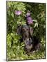 Smooth-Haired Mini Dachshund-Lynn M^ Stone-Mounted Photographic Print