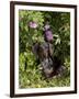 Smooth-Haired Mini Dachshund-Lynn M^ Stone-Framed Photographic Print