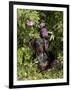 Smooth-Haired Mini Dachshund-Lynn M^ Stone-Framed Photographic Print