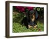 Smooth-Haired Mini Dachshund-Lynn M^ Stone-Framed Photographic Print