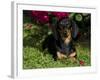 Smooth-Haired Mini Dachshund-Lynn M^ Stone-Framed Photographic Print