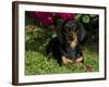 Smooth-Haired Mini Dachshund-Lynn M^ Stone-Framed Photographic Print