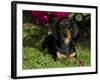 Smooth-Haired Mini Dachshund-Lynn M^ Stone-Framed Photographic Print