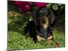 Smooth-Haired Mini Dachshund-Lynn M^ Stone-Mounted Photographic Print