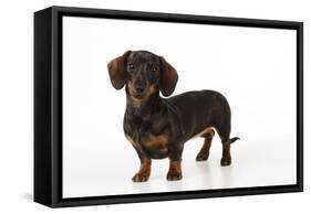 Smooth Haired Miniature Dachsund-null-Framed Stretched Canvas