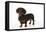 Smooth Haired Miniature Dachsund-null-Framed Stretched Canvas