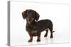 Smooth Haired Miniature Dachsund-null-Stretched Canvas