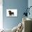 Smooth Haired Miniature Dachsund-null-Stretched Canvas displayed on a wall