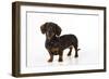 Smooth Haired Miniature Dachsund-null-Framed Photographic Print