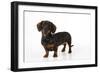 Smooth Haired Miniature Dachsund-null-Framed Photographic Print