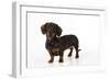 Smooth Haired Miniature Dachsund-null-Framed Photographic Print