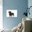 Smooth Haired Miniature Dachsund-null-Photographic Print displayed on a wall