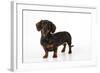 Smooth Haired Miniature Dachsund-null-Framed Photographic Print