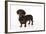 Smooth Haired Miniature Dachsund-null-Framed Photographic Print