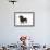 Smooth Haired Miniature Dachsund-null-Framed Photographic Print displayed on a wall