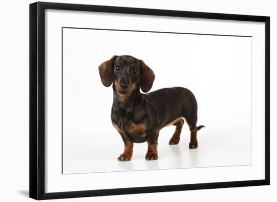 Smooth Haired Miniature Dachsund-null-Framed Photographic Print