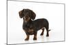 Smooth Haired Miniature Dachsund-null-Mounted Photographic Print