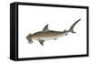 Smooth Hammerhead Shark (Sphyrna Zygaena), Fishes-Encyclopaedia Britannica-Framed Stretched Canvas