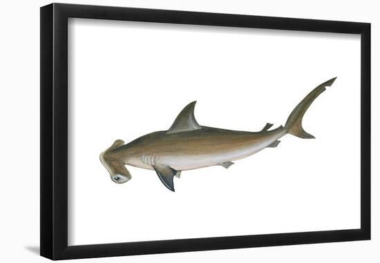 Smooth Hammerhead Shark (Sphyrna Zygaena), Fishes-Encyclopaedia Britannica-Framed Poster