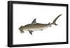 Smooth Hammerhead Shark (Sphyrna Zygaena), Fishes-Encyclopaedia Britannica-Framed Poster