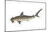 Smooth Hammerhead Shark (Sphyrna Zygaena), Fishes-Encyclopaedia Britannica-Mounted Poster