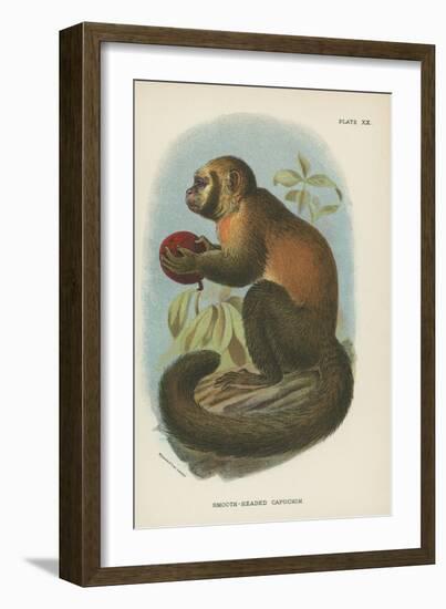 Smooth-Headed Capuchin-null-Framed Giclee Print