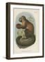 Smooth-Headed Capuchin-null-Framed Giclee Print