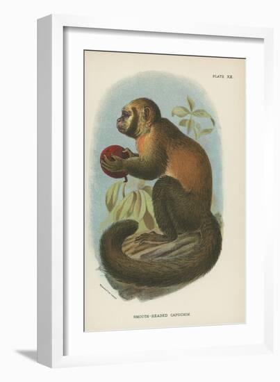 Smooth-Headed Capuchin-null-Framed Giclee Print