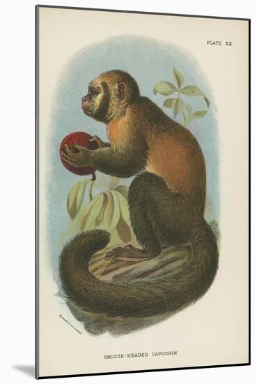 Smooth-Headed Capuchin-null-Mounted Giclee Print