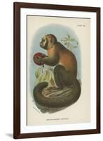 Smooth-Headed Capuchin-null-Framed Giclee Print