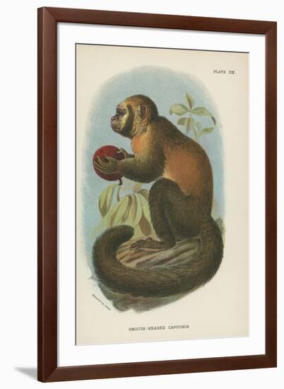 Smooth-Headed Capuchin-null-Framed Giclee Print