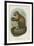 Smooth-Headed Capuchin-null-Framed Giclee Print