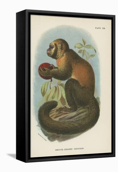 Smooth-Headed Capuchin-null-Framed Stretched Canvas