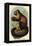 Smooth-Headed Capuchin-G.r. Waterhouse-Framed Stretched Canvas