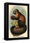 Smooth-Headed Capuchin-G.r. Waterhouse-Framed Stretched Canvas