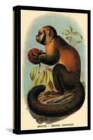 Smooth-Headed Capuchin-G.r. Waterhouse-Stretched Canvas