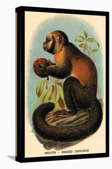 Smooth-Headed Capuchin-G.r. Waterhouse-Stretched Canvas