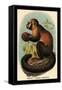 Smooth-Headed Capuchin-G.r. Waterhouse-Framed Stretched Canvas