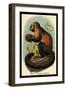 Smooth-Headed Capuchin-G.r. Waterhouse-Framed Art Print