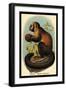 Smooth-Headed Capuchin-G.r. Waterhouse-Framed Art Print