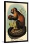 Smooth-Headed Capuchin-G.r. Waterhouse-Stretched Canvas