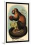 Smooth-Headed Capuchin-G.r. Waterhouse-Framed Art Print