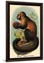 Smooth-Headed Capuchin-G.r. Waterhouse-Framed Art Print