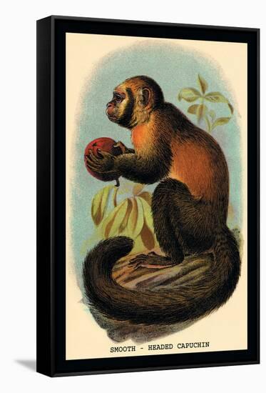 Smooth-Headed Capuchin-G.r. Waterhouse-Framed Stretched Canvas