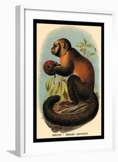 Smooth-Headed Capuchin-G.r. Waterhouse-Framed Art Print
