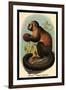 Smooth-Headed Capuchin-G.r. Waterhouse-Framed Art Print